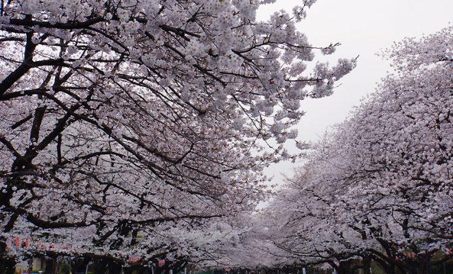 上野公園の桜の開花情報 ライブカメラ17の現在は満開か Knowledge Cafe